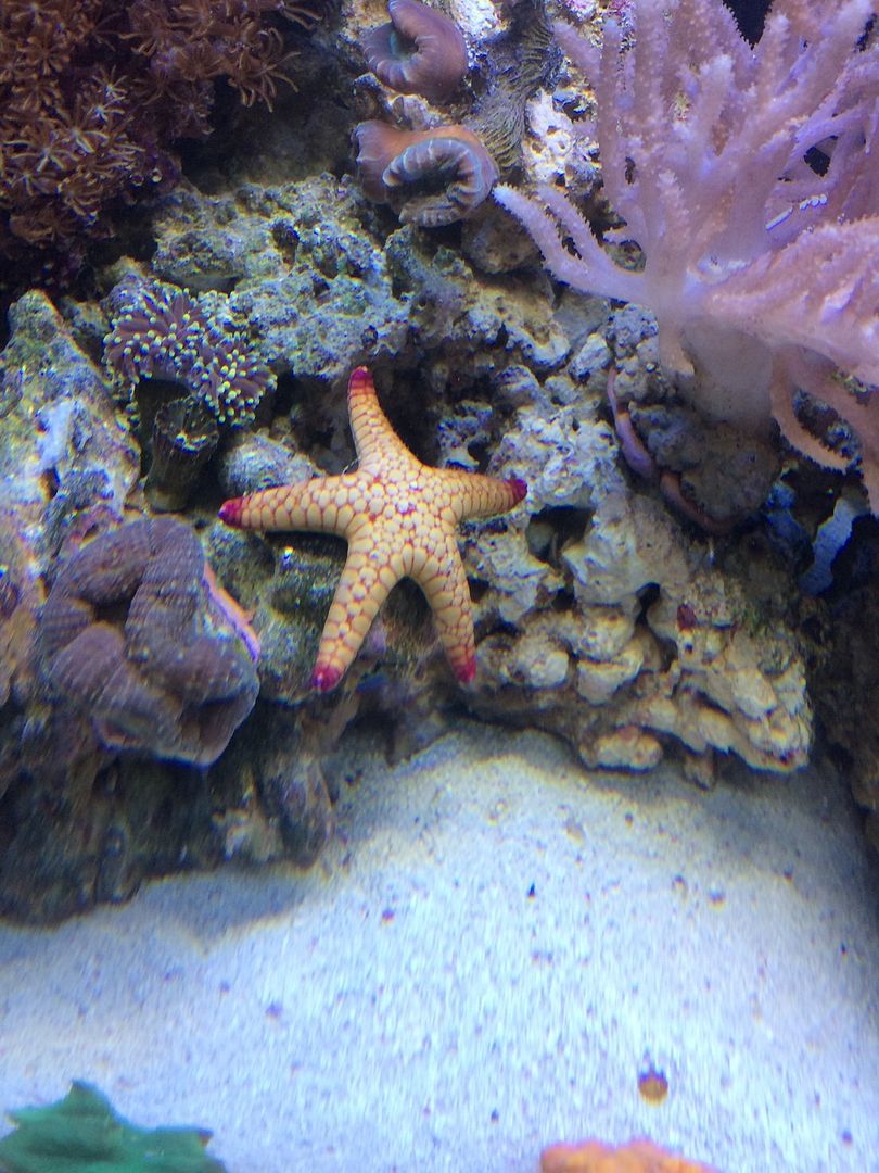 Starfish ID The Reef Tank