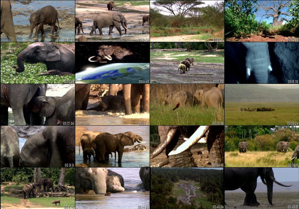 ELEFANTES zpsl2vvppu7 - Explora - Elefantes, El Ocaso de los Gigantes  (2010) [DVD5] [AC3 5.1 ES/IN] [PAL] [VS]