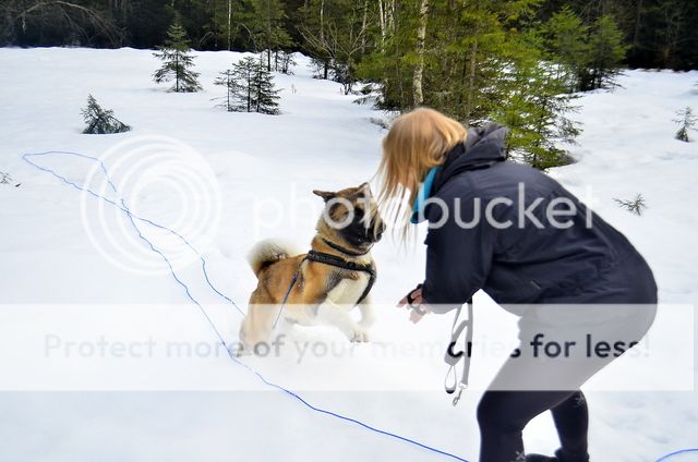 Hva Er Den Riktige Mten  Ta Vare P En Hund P  Postposm